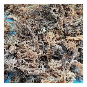 Mousse de mer: Mousse de mer dorée naturelle du Vietnam, séchée à faible humidité, parfaite pour la cuisine et les accessoires de fabrication de gel culinaire - Product Image 1