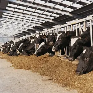 印度向全球出口动物饲料的高营养有机菜籽粕
