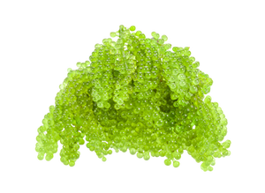 Variedad de etiqueta limpia recién sazonada derivada de planta de uva verde océano - Product Image 2