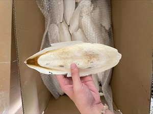 La sepia seca barata más vendida en Vietnam, alta calidad a buen precio - Product Image 2