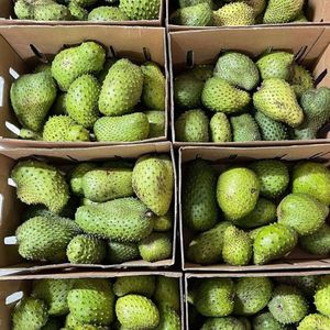 MEILLEUR PRODUIT SOURSOP PUREE // SOURSOP de NATUREL // HAUTE QUALITÉ au VIETNAM - Product Image 2