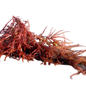 Nuevo cliente Joy: 5% de descuento en el primer pedido-Musgo irlandés orgánico-Musgo marino (Seamoss Gold-Purple-Chondrus crispus) - Product Image 1