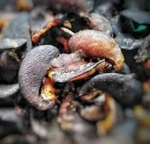 Caracoles de Tierra africanos gigantes comestibles secos naturales de calidad superior listos para suministro en stock - Product Image 6