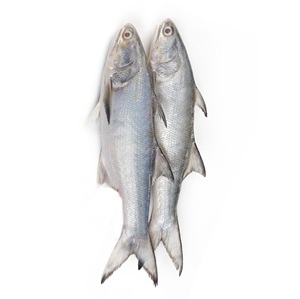 Salmón Entero Congelado BQF de la Mejor Calidad, Orgánico, Envasado al Vacío, 20 kg - Product Image 4