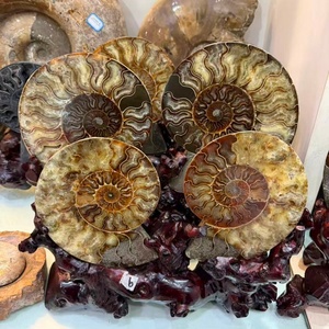 Tranche de fossile d'ammonite naturelle avec support, géode druzy, coquille d'escargot, ornement de bureau, spécimen de cristal de guérison pour la décoration de bureau et de la maison - Product Image 1
