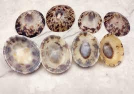 Colección de conchas de Lapa naturales vintage Exhibición decorativa antigua Concha de conchas marinas - Product Image 5