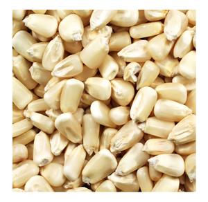 Maíz seco de maíz blanco seco a granel de alta calidad a precios competitivos - Product Image 2