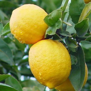 Fruta cítrica fresca de limón Adalia 100% natural al por mayor con excepcional frescura cítrica de origen cuidadoso - Product Image 2