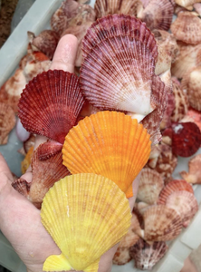 ศิลปะเปลือกหอยที่ทำด้วยมือจากวัสดุเปลือกหอยธรรมชาติที่สมบูรณ์แบบสำหรับห้องพักสไตล์ชายฝั่งและร้านบูติกของขวัญ - Product Image 4