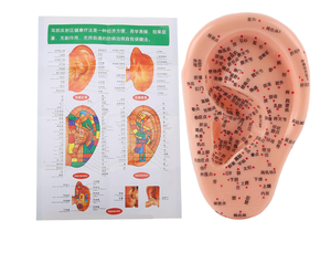 Modelo de acupuntura de oreja para aprendizaje y visualización de acupuntura con diseño de punto fijo de base grande - Product Image 2
