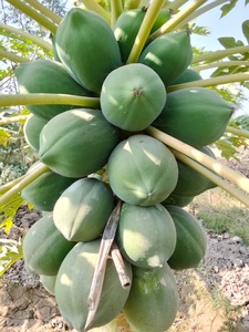 Semillas Híbridas de Papaya Moon Star LANTUS F1 - 99% de Pureza, 80% de Germinación - Product Image 5