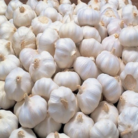 Ail frais blanc et rouge de nouvelle récolte, 5 cm, 25 kg, Chine, durée de conservation de 2 ans, à vendre