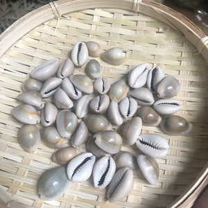 ขายตรงจากโรงงานเปลือกหอยทะเลคาวรี่สีเหลืองทองคุณภาพสูงจากธรรมชาติ - Product Image 2