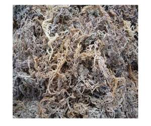 Eucheuma cottonii สาหร่ายไอริชมอสจากทะเลธรรมชาติคุณภาพเยี่ยม - Product Image 5