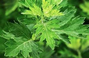 INGREDIENTE DE TÉ DE HIERBAS A BASE DE PLANTAS DE ETIQUETA LIMPIA DE HOJAS SECAS PREMIUM - Product Image 4