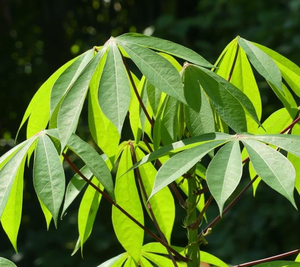PURE <b>CASSAVA</b> LEAF / HAND-SELECTED / TRADITIONAL GOODNESS - Product Image 4