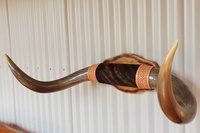Grandes cornes Doble polies taureau longhorn monté taxidermie sud Art autochtone Cowboy pays bétail Ranch ferme mât qualité