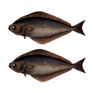 Vente en gros de hareng frais congelé de qualité supérieure à prix avantageux, fruits de mer pour l'exportation mondiale - Product Image 6