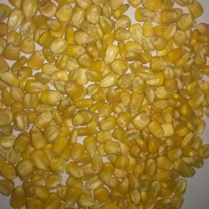 ข้าวโพดสีเหลือง/สีเหลืองข้าวโพดสำหรับอาหารสัตว์พร้อมส่งออก - Product Image 1