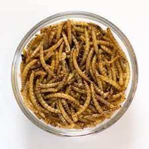 Vers de farine séchés pour oiseaux Poissons Lézards Araignées Geckos Friandises - Product Image 5