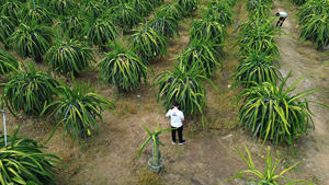 Le Vietnam en Inde Fresh Dragon Fruit Excellence un doux voyage - Product Image 3