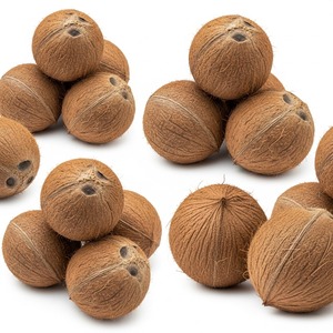 Noix de coco fraîches pour l'exportation avec douceur naturelle et chair blanche épaisse pour la vente au détail et l'industrie - Product Image 5