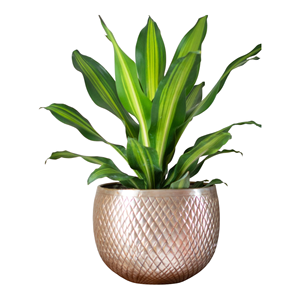 Maceta texturizada de metal de alta calidad para decoración de hogar y jardín con logotipo personalizado a bajo precio - Product Image 1