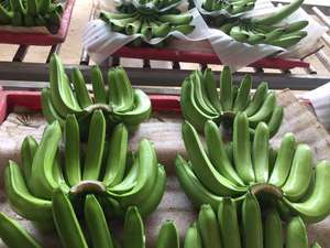 Wholesale CAVENDISH BANANA Low MOQ Cheap Price Customized <b>Sticker</b> As Requested Fesh Fruit Fresh <b>Frozen</b> Banana - Product Image 4