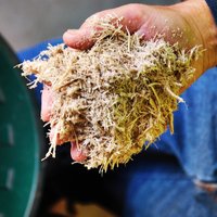 Fourniture de bagasse de canne à sucre, fibre de bagasse non traitée pour chicha