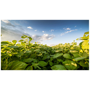 Organic Dried <b>Soybeans</b> Non-GMO High Quality Bulk Wholesale - Product Image 6