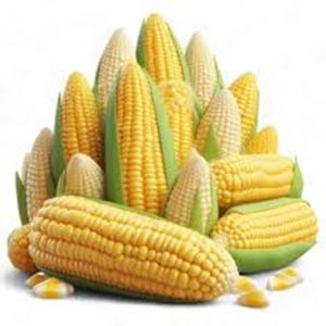 Maïs jaune de qualité supérieure, OGM, pour la consommation humaine et l'alimentation animale, récolte séchée au prix de gros - Product Image 3