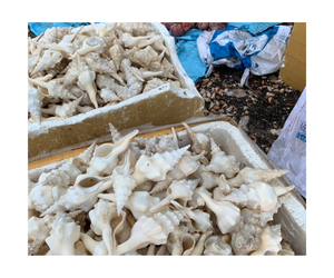 เปลือกหอย Fusinus Undatus สีขาว - เปลือกหอยทะเล ของสะสม เปลือกหอยธีมชายหาด ของตกแต่งคอลเลกชันริมชายฝั่ง ขายส่งจากเวียดนาม - Product Image 1