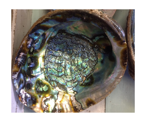 Vietnam Wholesale Raw Abalone Shell with Beautiful Polished Sides for Craft Decor and Shell <b>Supply</b> - Product Image 1