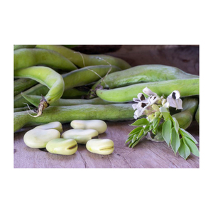 Vente chaude gros fèves meilleur prix en vrac quantité similaire aux haricots de Lima - Product Image 3