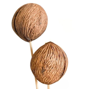 Popular Premium Quality Mintola <b>Ball</b> for Wedding Graduation Home Office Decor Dried Flower Arrangement Custom Colors 2026 - Product Image 1