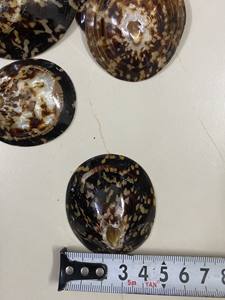 Concha de Limpet Premium de Vietnam, Concha Marina Natural Hecha a Mano, Opción de Exportación a Granel - Product Image 4