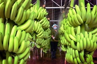 Hoge Kwaliteit Biologische Cavendish Bananen Vers En Klaar Voor Export