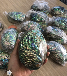 เปลือกหอยมุกธรรมชาติจากเวียดนาม สำหรับงานฝีมือ ตกแต่งภายใน และเครื่องประดับ - Product Image 1