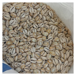 Spotted Seashell Cowry Art, Artisan Seashell Cowry para Ocean Charm, Golden Eco-Friendly Shell para la decoración del hogar costero - Product Image 6