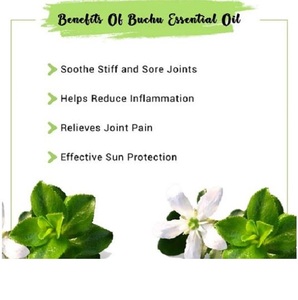 Aceite esencial de Buchu al por mayor de La India, extracto de hierbas, planta cultivada salvaje, botellas disponibles, tambores, envases de plástico de vidrio - Product Image 3