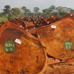 Troncos de madera de alta calidad, troncos de pino, troncos de nogal a la venta - Product Image 1