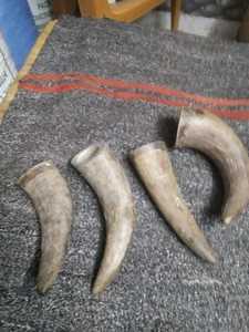 เขาดิบธรรมชาติควาย - Product Image 3