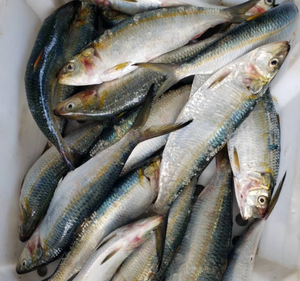 Sardines entières fraîches congelées de qualité supérieure, faibles en gras, grade A, 70 pièces, poisson appât, carton de 10 kg, disponible dès maintenant en stock - Product Image 2