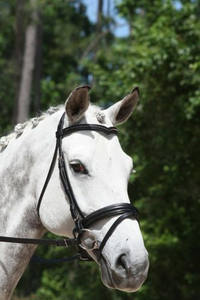 Pirouette Snaffle Bridle Entretenimiento inteligente Al Aire Libre Asequible Deportes de lujo Carreras de caballos Brida Personalización Estacional - Product Image 4