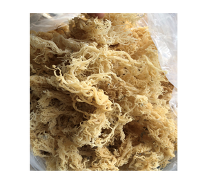 Musgo Marino Fresco - Product Image 5