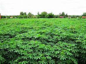 MASE DE HOJAS DE YUCA CONGELADAS ETIQUETA LIMPIA PURA APOYO INMUNE A BASE DE PLANTAS SUPERALIMENTO - Product Image 5