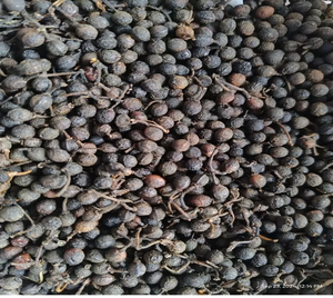 Meilleur fournisseur indien Poivre entier naturel Épicé Épices à queue aromatisée Expédition rapide Qualité exportation Prix bon marché Agriculture - Product Image 2