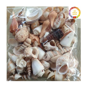 Variedad mixta de conchas marinas naturales, berberechos de estrellas de mar y conchas de almejas seleccionadas a mano de Vietnam Seashores - Product Image 3