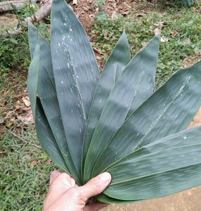 DECORACIÓN DE HOJAS DE BAMBÚ DE ALTA CALIDAD: NATURAL, ECOLÓGICO, TÁCTIL ELEGANTE-LOTO AZUL VIETNAM - Product Image 3