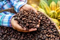 Fèves de cacao naturelles FENICIA 100% du Brésil, qualité supérieure, traitement hollandais, grade 10kg, saveur Criollo naturelle, durée de conservation de 24 mois